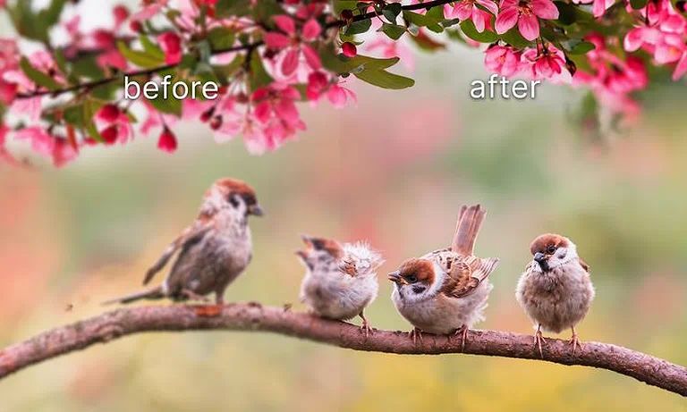 Grok AI image sharpening before-and-after comparison, highlighting the clearer sparrow’s feathers.